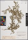 Foto von Salix elbursensis Boiss.